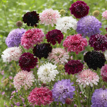 Scabiosa Pincushion Flower Imperial Mix Tall Double Dried Everlasting 20... - £7.80 GBP