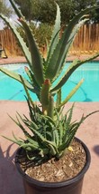 Aloe Arborenscens  (5 Gal. Pot) - £62.33 GBP