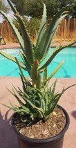 Aloe Arborenscens  (5 Gal. Pot) - £60.92 GBP