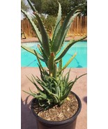 Aloe Arborenscens  (5 Gal. Pot) - £61.35 GBP