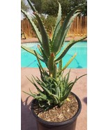 Aloe Arborenscens  (5 Gal. Pot) - $106.68 CAD