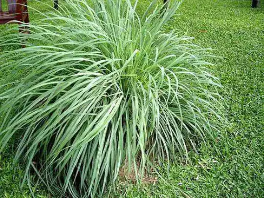 Lemongrass Plant Aromatic - Rooted Starter Plant - Perennial &#39;Citrus&#39; Grass - $17.00