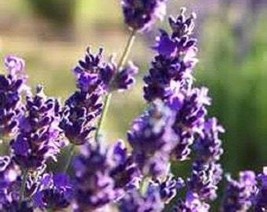 USA Seller 20 Lavender herb Seeds Fast Shipping - $13.99