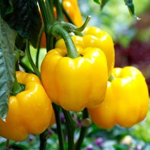 Heirloom Sweet Yellow Pepper Seeds - Organic, Non-GMO Vegetable Garden Planting, - £5.57 GBP