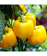 Heirloom Sweet Yellow Pepper Seeds - Organic, Non-GMO Vegetable Garden P... - £5.60 GBP