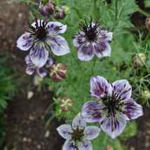 US Seller 50 Nigella Seed - Delft Blue - Flower Seeds - USA Grown - Non GMO - £7.58 GBP