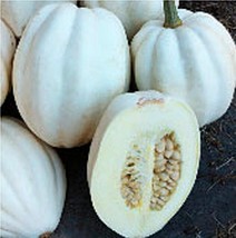 NEW 50 Seeds Mashed Potato Squash Seeds* Easy To grow - £8.96 GBP