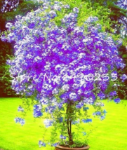 100 Pcs Plumbago Auriculata Bonsai Exotic Perennial Flowers Bonsai Home Garden D - £4.37 GBP