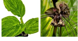 Live Plant Black Bat Flower Plant - Tacca chantrieri - Live Plant - £37.55 GBP