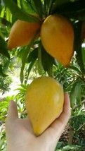 Yellow Canistel Fruit Tree Live Plant - $49.99