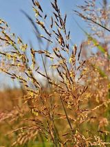 501 Indian Grass Seeds Wildflower Ornamental Native Prairie Poor Soils H... - £9.42 GBP