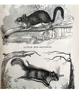 Flying And Red Squirrels Victorian 1856 Animals Art Plate Print Nature D... - €34,85 EUR