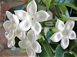 Sale 10 Seeds Madagascar Jasmine Vine Stephanotis Floribunda Houseplant Bridal F - £14.86 GBP