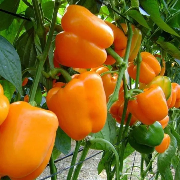 Orange Bell Pepper Xl 30 Seeds Inherited Thru 2 Generations Organic Fresh Garden - $10.99