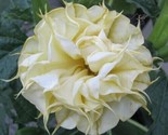Double Lemon Rose Angel Trumpet 25 Pure Seeds Flowers Brugmansia Datura Usa - $5.99