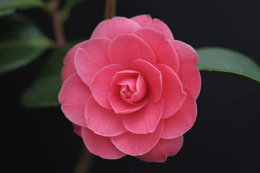 Mathotiana Supreme Camellia japonica Live Plant Very Beautiful - $60.99