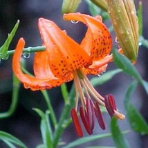 Lilium Davidii Turks Cap Lily Davids Lily 5 Seeds Fresh Seeds - £19.00 GBP