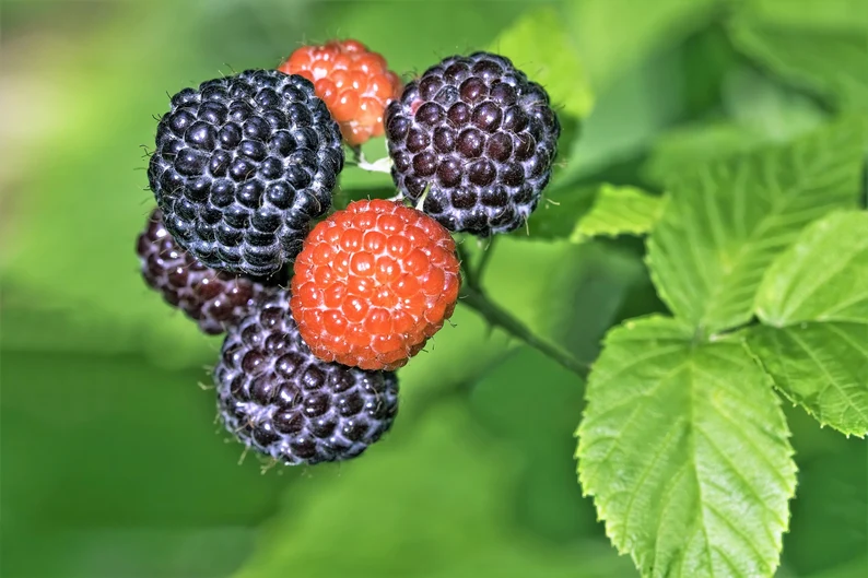 50 Seeds Black Raspberry Rubus Leucodermis Fruit Bush Vine - £7.88 GBP