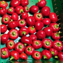 MBK 20 Meibell Hybrid 2024 Season Non-Gmo Organic Hot Pepper Seeds Fresh... - $8.79