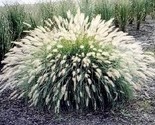 Sale 30 Seeds White Fountain Grass Pennisetum Villosum Ornamental Flower... - $9.90