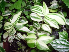 Variegated Yellow and Green Wandering Jew Starter Plant - £4.31 GBP