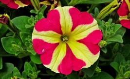 Petunia &#39;Amore Queen of Hearts&#39;, 200 Seeds - £11.34 GBP