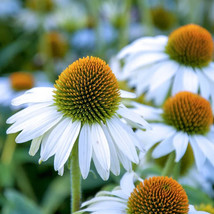 GUNEL 25 Seeds Easy To Grow White Coneflower Flowers - £6.33 GBP