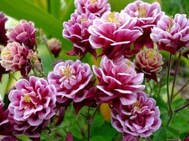 25+ Aquilegia Vulgaris Barlow Rose Columbine Flower Seeds - £7.39 GBP