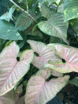 Pink Arrowhead Vine Baby Plant Bare Root - $5.94