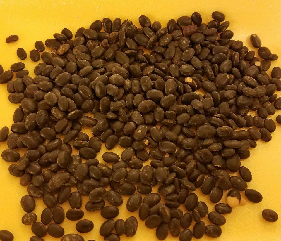 500 Black Laredo Forage Soybean Seeds - £14.15 GBP