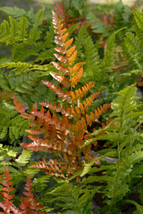 Starter Plant Plug Dryopteris Erythrosora Autumn Fern Fern Family Showy Grown In - $32.00