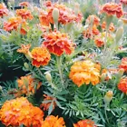 200 seeds. Sparky French marigold flower mix.  - £7.06 GBP
