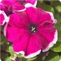 40 Petunia Hulahoop Rose Flower Seeds Long Lasting AnnualFrom US  - $8.35