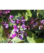 KB 15 Seeds Hyacinth Purple Hyacinth Bean Vine Groco Herb Garden Planting  - $9.31