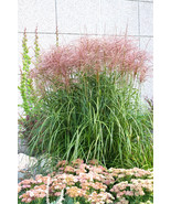 50 Japanese Silver Grass Seeds Miscanthus Sinensis Varigatus . USA SELLE... - $9.80