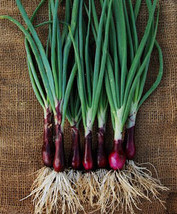 200 Onion Seeds Ruby Red Onion Red Stem Scallionalllium CepaFrom US  - £6.60 GBP