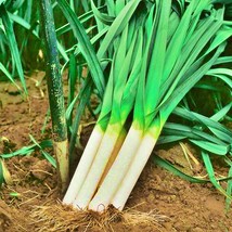 Fresh USA Seller Carentan Leek Gourmet Gardening Vegetable Seeds - $15.22