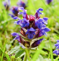 500 Allheal Seeds  Prunella Vulgaris  Medicinal Herb Seeds  Heal All From US  - £6.81 GBP