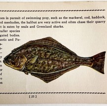 Halibut 1939 Salt Water Fish Gordon Ertz Color Plate Print Antique PCBG19 - £23.44 GBP