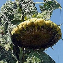 Item image 1 image 1