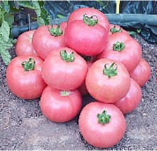 Caspian Pink Tomato Seeds 25 Seeds For Garden - $4.73