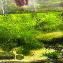 Aquarium Plant Fish Tank Moss Fern Aquatic - 1000 Seeds - $10.19