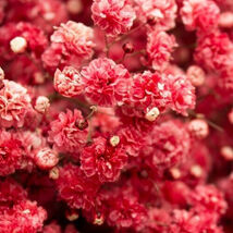 Fresh 100 Crimson Red Carmine Baby&#39;s Breath Seeds  - $5.79