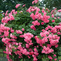 Pink Climbing Jasmine Plant Flower Seeds 100 Seeds Bonsai Plants Ative Gardening - £8.76 GBP