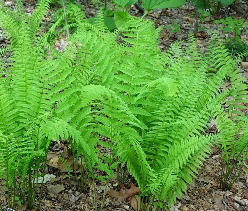 3 Glade Fern (Athyrium Pycnocarpon) aka Tennessee Ostrich - $30.21