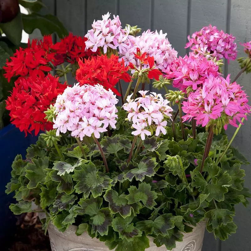 Geranium Seeds 15 Geranium Seed Quantum Mix F1 Geranium Seeds SS - £12.86 GBP