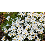 10 WHITE BLOODROOT SANGUINARIA CANADENSIS SHADE GROUND COVER  - £13.36 GBP