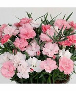 PSA Dianthus Everlast Pink To White 2 Seeds Plants In Grower&#39;S Pots Fast... - $963.06 MXN