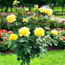 yellow rose bouch seeds - 20 seeds - code 704 - £4.74 GBP