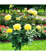 yellow rose bouch seeds - 20 seeds - code 704 - $8.43 CAD